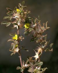 Ononis pusilla L. | Flora of Israel Online