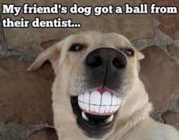 Funny Dental Jokes For Kids | Kappit via Relatably.com