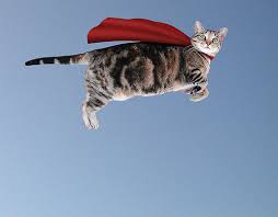 Image result for superhero cape flying cat