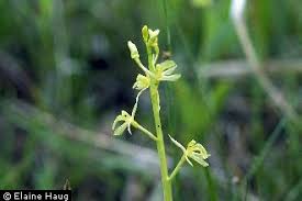 Plants Profile for Liparis loeselii (yellow widelip orchid)