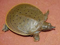 Image result for spiny softshell turtle