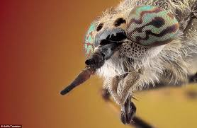 الحشرات عن قرب صور مدهشة Images?q=tbn:ANd9GcS2kOOiO1S9x3qg9ykpBAaJX3Q-jvioSMhlIPYbNCeu36n2k-5b