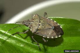 Image result for brown marmorated stink bug