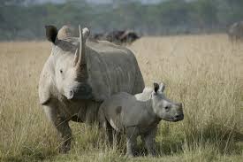 Image result for photo of rhinos