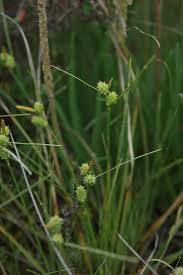 Carex extensa - Wikipedia