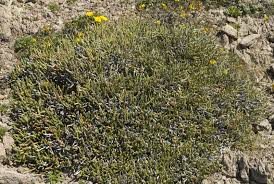 Arthrocnemum perenne - (Mill.) Moss