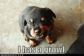 It really is funny when puppies growl like they are gonna hurt ... via Relatably.com