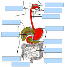 Image result for image of digestive system