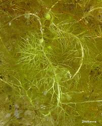 Utricularia vulgaris - Wikipedia