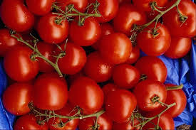 زراعة الطماطم  Images?q=tbn:ANd9GcS3VX6V_Hr2j7AZFuXGIBry0M107xzsQ2hb4AapoFYuLzb5_WA