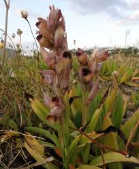 Serapias orientalis - Eastern Tongue Orchid