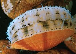 Image result for public domain picture bay scallop