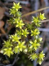 Annual Stonecrop, Sedum annuum - Flowers - NatureGate