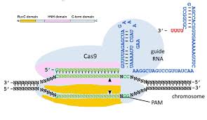 Image result for Images of CRISPR