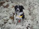 Border collie omplacering