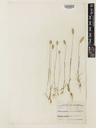 Phleum arenarium L. | Plants of the World Online | Kew Science
