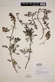 Centranthus calcitrapa - SEINet Portal Network