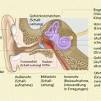 Sinnesorgan Ohr - Aufbau und Funktion