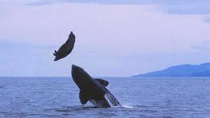 Image result for whale eating fish in seas