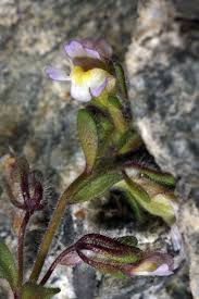 Linaria alsinaefolia (Viv.) Spreng