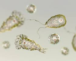 Parasites Image of Amoeba