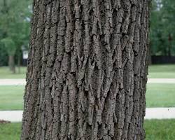 Green ash tree bark