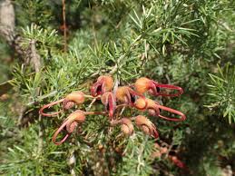 Grevillea batrachioides - Wikipedia