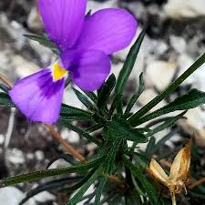 Viola dubyana Burnat ex Gremli (World flora) - Pl@ntNet identify