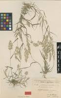 Eragrostis megastachya in Global Plants on JSTOR