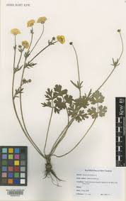 Ranunculus bulbosus L. | Plants of the World Online | Kew Science