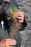 Carex fuliginosa subsp. misandra