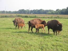 Image result for buffalo images
