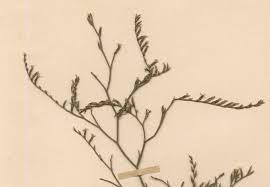 Limonium divaricatum ( Plumbaginaceae ), the Arabian Phoenix of ...