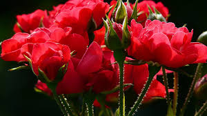 Image result for pictures of roses with thorns