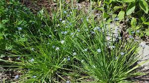 Iris and Iridaceae Taxonomy Overview in Flora of Virginia - Virginia ...