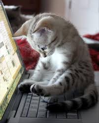 Image result for cute kitten pic
