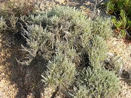 Artemisia caerulescens L. subsp. densiflora (Viv.) Kerguélen ...