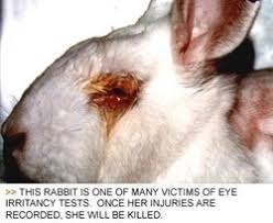 Image result for picture of animals in experiments should be banned
