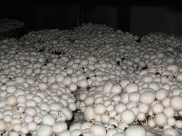 Image result for mushroom cultivation in assam
