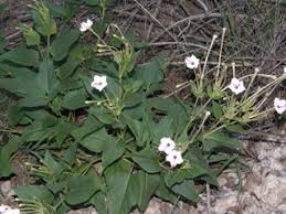 Mirabilis longiflora (Sweet four o'clock) | Native Plants of North ...