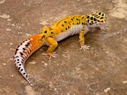Le Gecko léopard / Les phases Images?q=tbn:ANd9GcS7e1JNgm20jzO2iDFRd0RvNIcxkQ_uvdT38lX0KJ_m4GdYO8O2qg