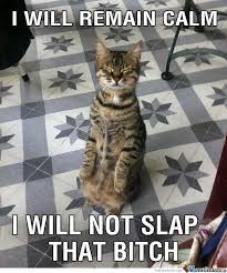 Cat Dog Bitch Slap Memes. Best Collection of Funny Cat Dog Bitch ... via Relatably.com