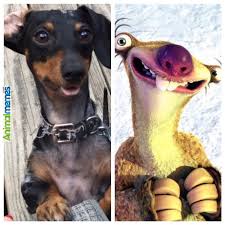 Dog memes - Similarities are striking - AnimalMemes.com via Relatably.com