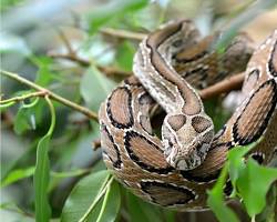 Russell's viper venomous snake