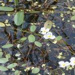 Luronium natans (L.) Raf., Floating-water-plantain (World flora) - Pl ...