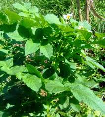 Solanum Tuberosum - an overview | ScienceDirect Topics
