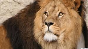 Image result for cecil the african lion