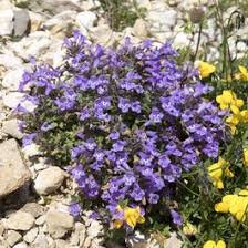 Alpine Rock Thyme, Acinos alpinus | High Country Gardens