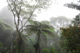 Resultado de imagen para biomas venezolanos flora y fauna manglares
