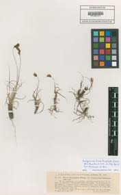 Carex stenophylla in Global Plants on JSTOR